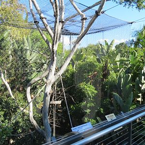 Lost Forest - Monkey Trails and Forest Tails - Mandrill, Schmidt's Spot-nos