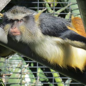 Lost Forest - Monkey Trails and Forest Tails - Mandrill, Schmidt's Spot-nos