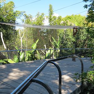 Lost Forest - Monkey Trails and Forest Tails - Mandrill, Schmidt's Spot-nos