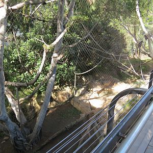 Lost Forest - Monkey Trails and Forest Tails - Mandrill, Schmidt's Spot-nos