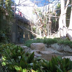 Lost Forest - Monkey Trails and Forest Tails - Black Mangabey and Angolan C