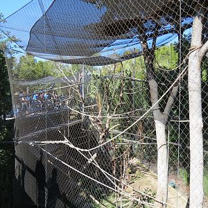 Lost Forest - Monkey Trails and Forest Tails - Black Mangabey and Angolan C
