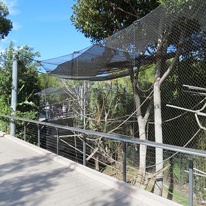 Lost Forest - Monkey Trails and Forest Tails - Black Mangabey and Angolan C