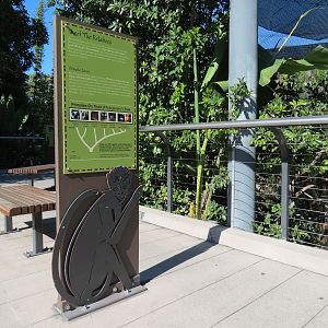 Lost Forest - Monkey Trails and Forest Tails - Black Mangabey and Angolan C