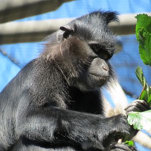 Lost Forest - Monkey Trails and Forest Tails - Black Mangabey and Angolan C