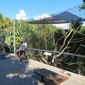 Lost Forest - Monkey Trails and Forest Tails - Black Mangabey and Angolan C