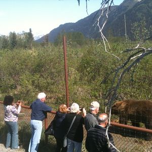 Brown Bear Exhibit and Guests.