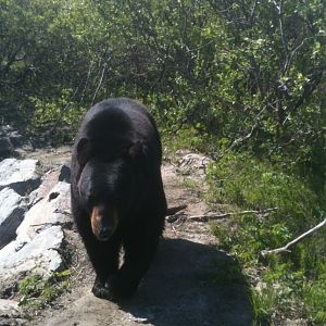 American Black Bear