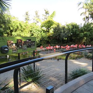 Lost Forest - Monkey Trails and Forest Tails - Caribbean Flamingo and Other