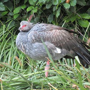 Lost Forest - Monkey Trails and Forest Tails - Caribbean Flamingo and Other