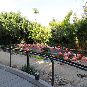 Lost Forest - Monkey Trails and Forest Tails - Caribbean Flamingo and Other