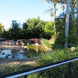 Lost Forest - Monkey Trails and Forest Tails - Caribbean Flamingo and Other