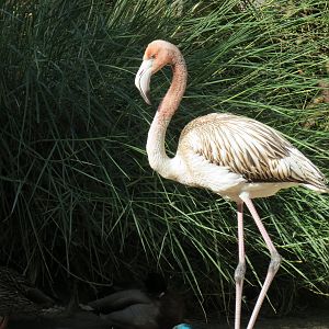 Lost Forest - Monkey Trails and Forest Tails - Caribbean Flamingo and Other