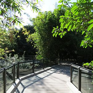 Lost Forest - Monkey Trails and Forest Tails - Walkway between Yellow-backe