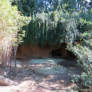 Lost Forest - Monkey Trails and Forest Tails - Yellow-backed Duiker Exhibit