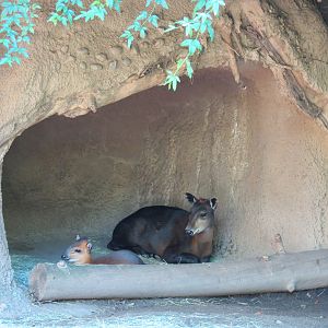 Lost Forest - Monkey Trails and Forest Tails - Yellow-backed Duiker Exhibit