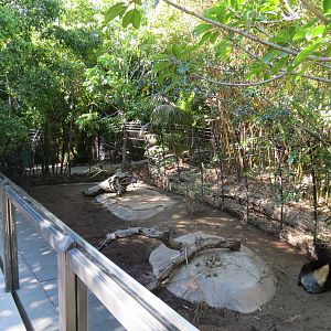 Lost Forest - Monkey Trails and Forest Tails - Yellow-backed Duiker Exhibit