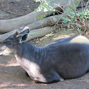 Lost Forest - Monkey Trails and Forest Tails - Yellow-backed Duiker Exhibit