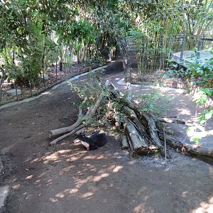 Lost Forest - Monkey Trails and Forest Tails - Yellow-backed Duiker Exhibit