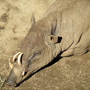 Lost Forest - Monkey Trails and Forest Tails - Babirusa Exhibit 1