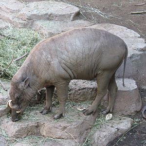 Lost Forest - Monkey Trails and Forest Tails - Babirusa Exhibit 1