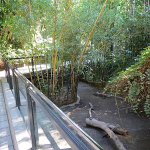 Lost Forest - Monkey Trails and Forest Tails - Babirusa Exhibit 2
