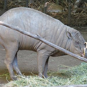 Lost Forest - Monkey Trails and Forest Tails - Babirusa Exhibit 2