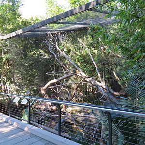 Lost Forest - Monkey Trails and Forest Tails - Lesser Spot-nosed Guenon Exh