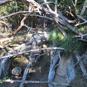 Lost Forest - Monkey Trails and Forest Tails - Lesser Spot-nosed Guenon Exh