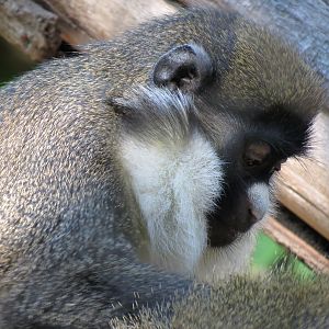 Lost Forest - Monkey Trails and Forest Tails - Lesser Spot-nosed Guenon Exh