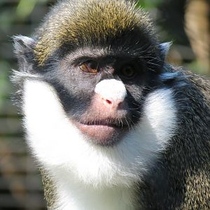 Lost Forest - Monkey Trails and Forest Tails - Lesser Spot-nosed Guenon Exh