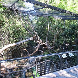 Lost Forest - Monkey Trails and Forest Tails - Lesser Spot-nosed Guenon Exh