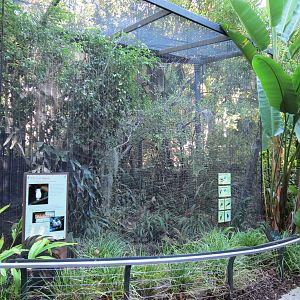 Lost Forest - Monkey Trails and Forest Tails - Bali Mynah and Others Exhibi