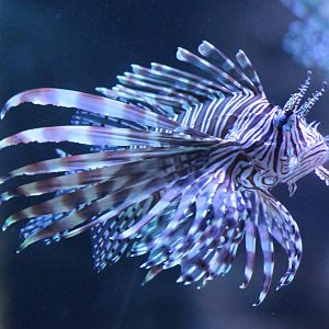 Lionfish