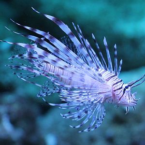 Lionfish
