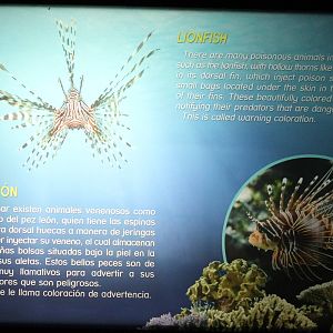Sign Lionfish