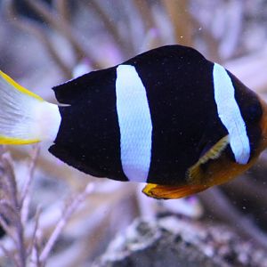Anemonefish species