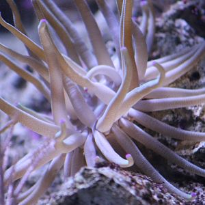 Sea anemone