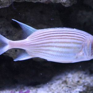 Squirrelfish ID