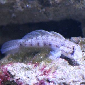 Some kind of Goby