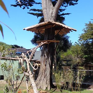 Red Panda Treehouse #1