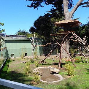 Red Panda Treehouse #2