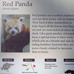 Red Panda Fact Sheet