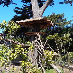 Red Panda Treehouse #3