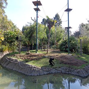 Siamang Island (2014)