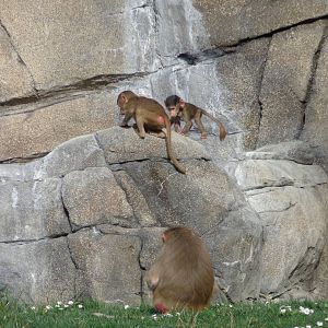 Hamadryas Baboon Infants
