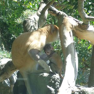 Patas Monkey and Baby