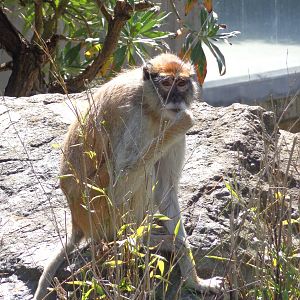 Patas Monkey #2