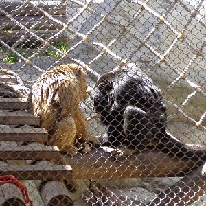 Black Howler Monkeys