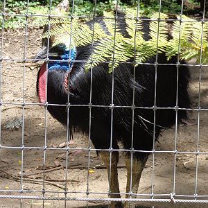 Double Wattled Cassowary